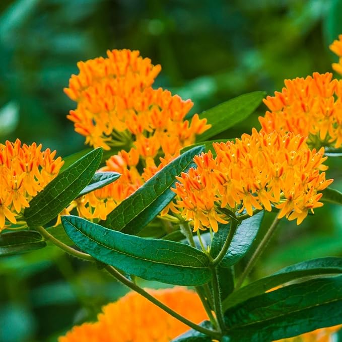 Clovers Garden Asclepias Tuberosa Butterfly Milkweed