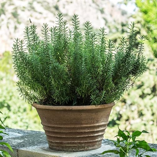 Miniatura 7 de Plantas de romero azul toscano vivo (paquete de 3) de 5 a 8 pulgadas de alto, hierba culinaria fragante para cocinar y paisajismo, jardines o