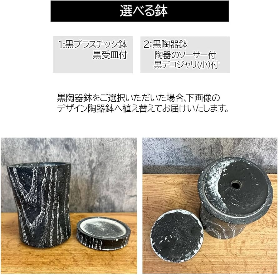 Amazon | 観葉植物 アデニウム アラビカム ブラックステム 選べる樹形