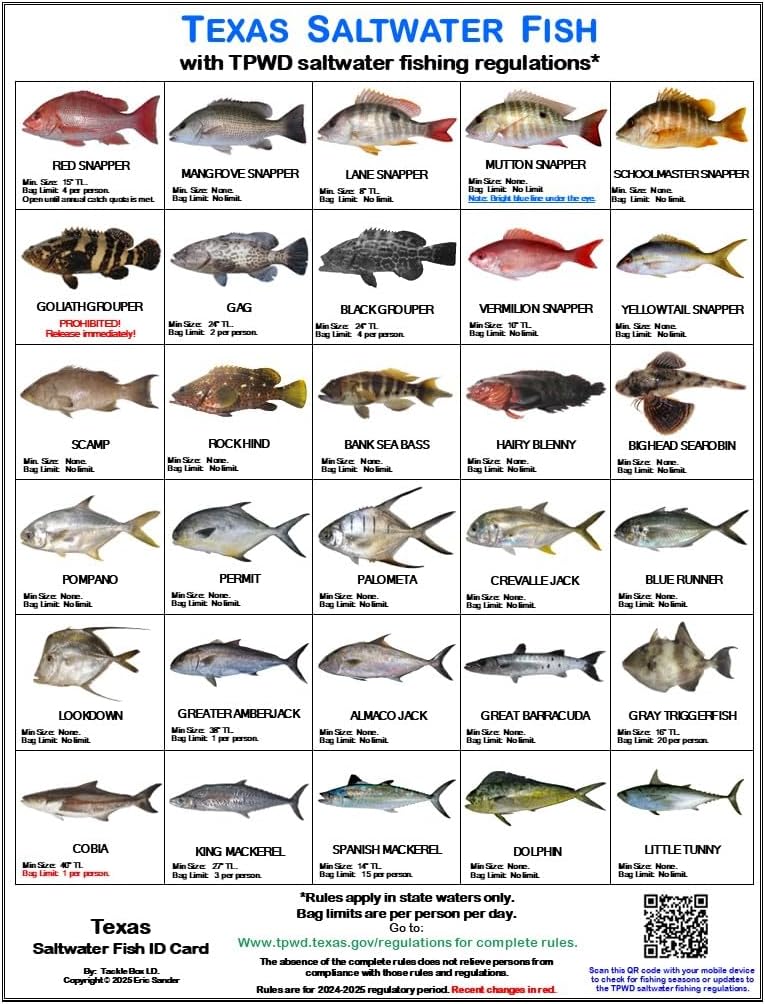 Texas Saltwater Fish Identification Card Set - Three Waterproof Cards Showing 60 Common Fish and 17 Sharks in True-to-Life Photographs with Current 2025-2026 TPWD Rules.