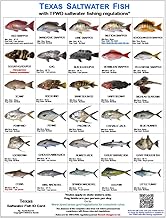 Texas Saltwater Fish Identification Card Set - Three Waterproof Cards Showing 60 Common Fish and 17 Sharks in True-to-Life Photographs with Current 2025-2026 TPWD Rules.