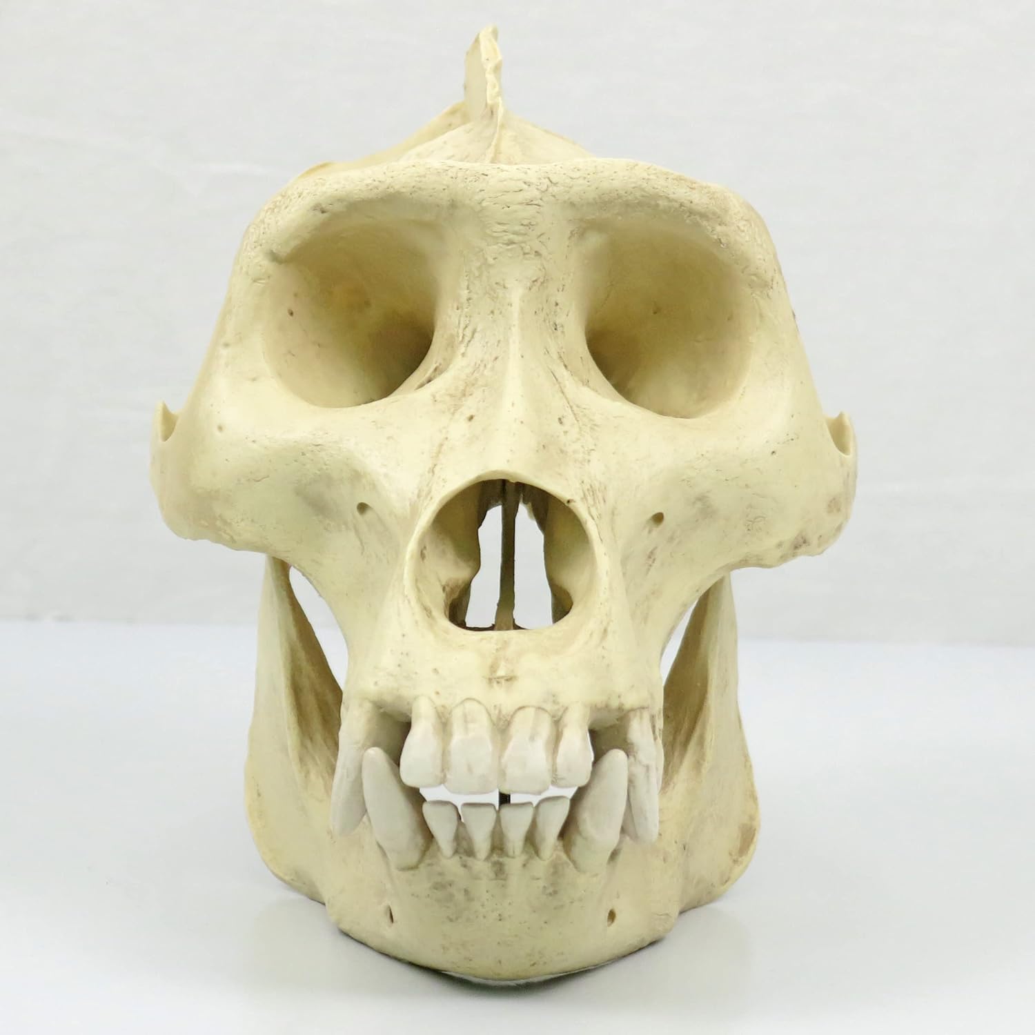 3B Scientific VP762/1 Plastic Male Gorilla Skull (Gorilla gorilla), 10.2" x 6.5" x 7.7"