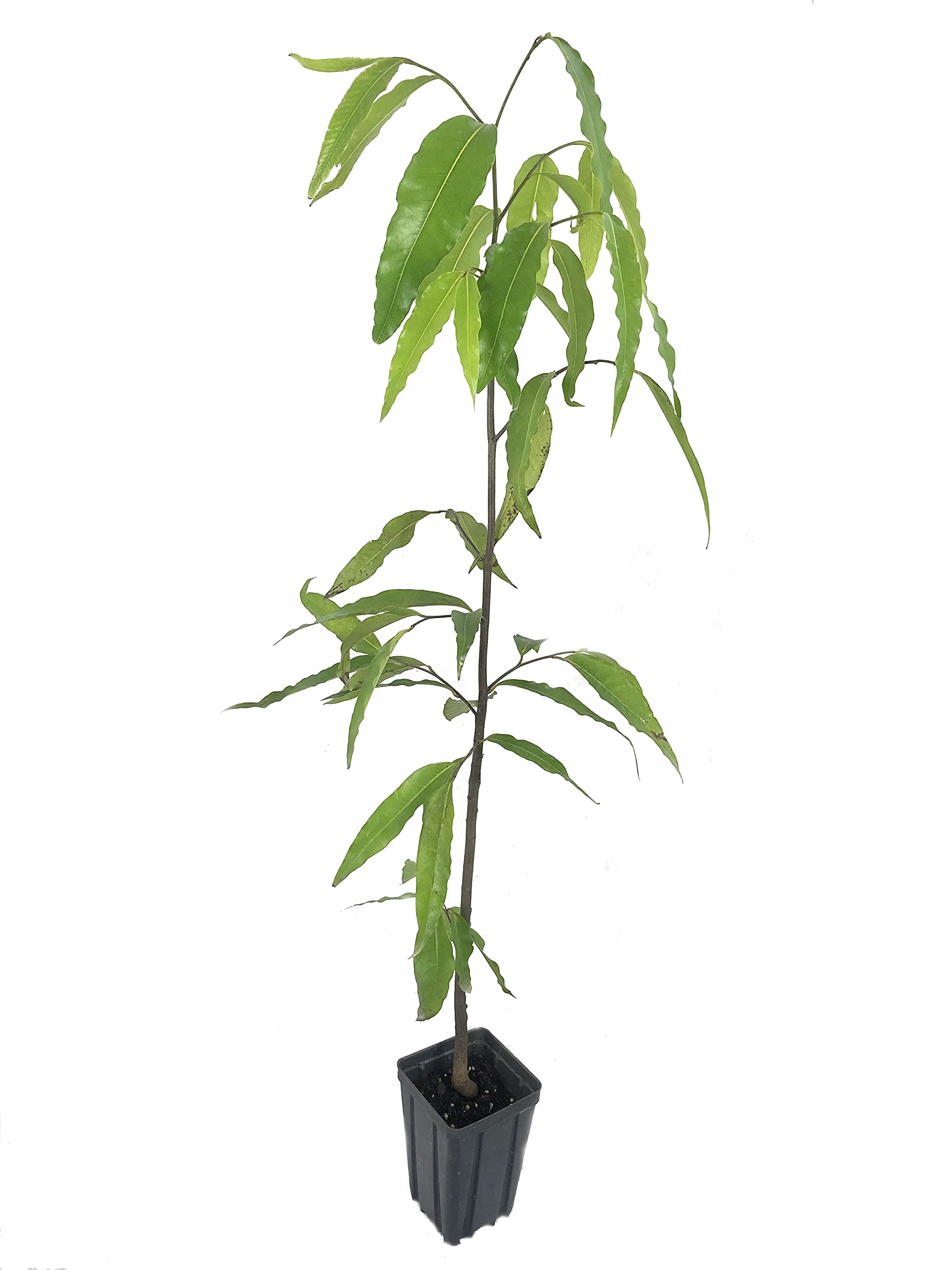 Buy Mast Tree 3 Live s in 4 Inch Growers Pots Polyalthia Longifolia