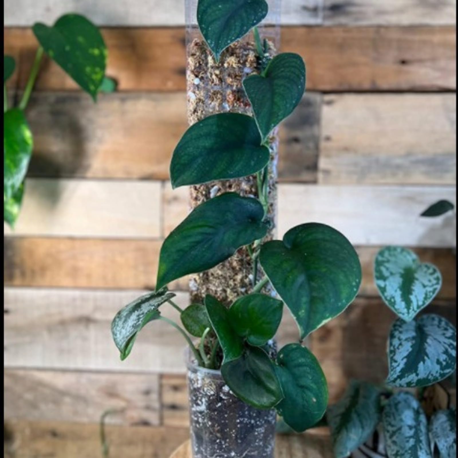 Amazon | モンステラ モスポール, クリアな積み重ね可能な植物サポート