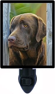 Dog Night Light, Chocolate Lab, Labrador Retriever, Dogs