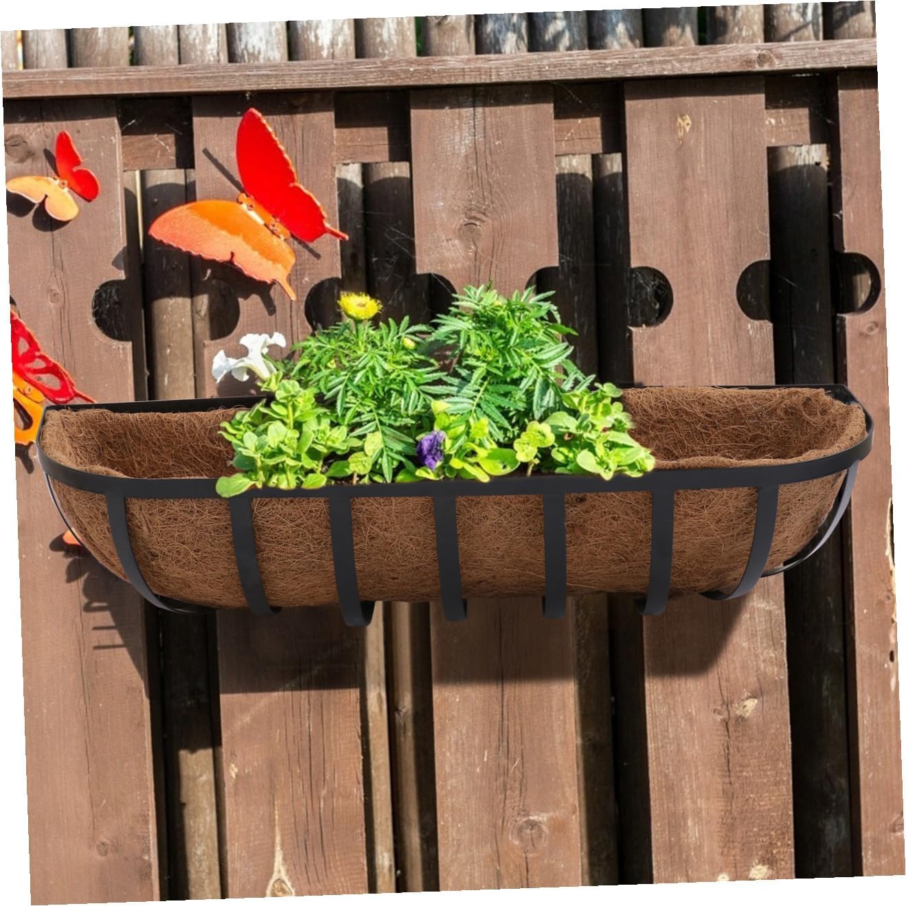 NUOBESTY Coconut Palm Hanging Basket Wall-Mounted Iron Flowerpot Holder 24-inch Half-Round Coir Liner Planter for Outdoor Patio Garden Plant Display