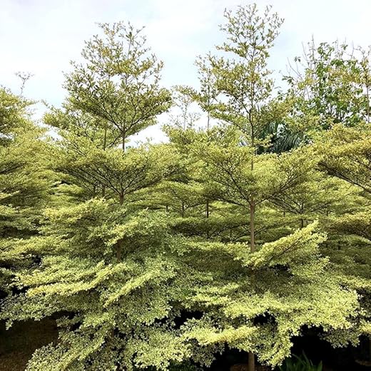 White Terminalia Mantaly Tree Plant Pack of 2