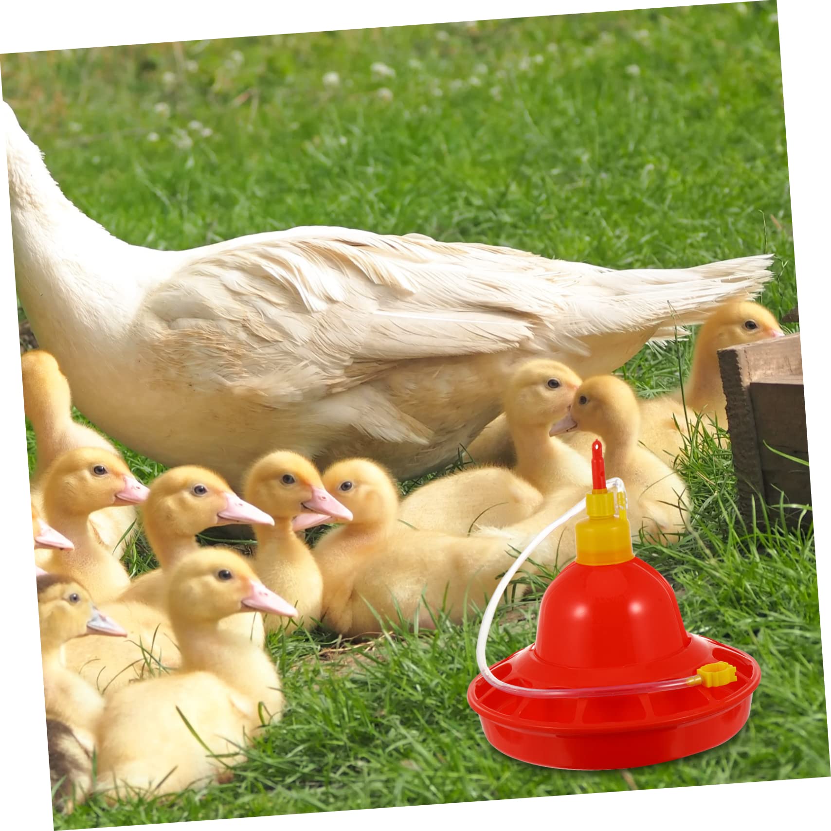 Comedero Automático para Pollitos De Granja Comedero para Agua Comedero para Pollitos