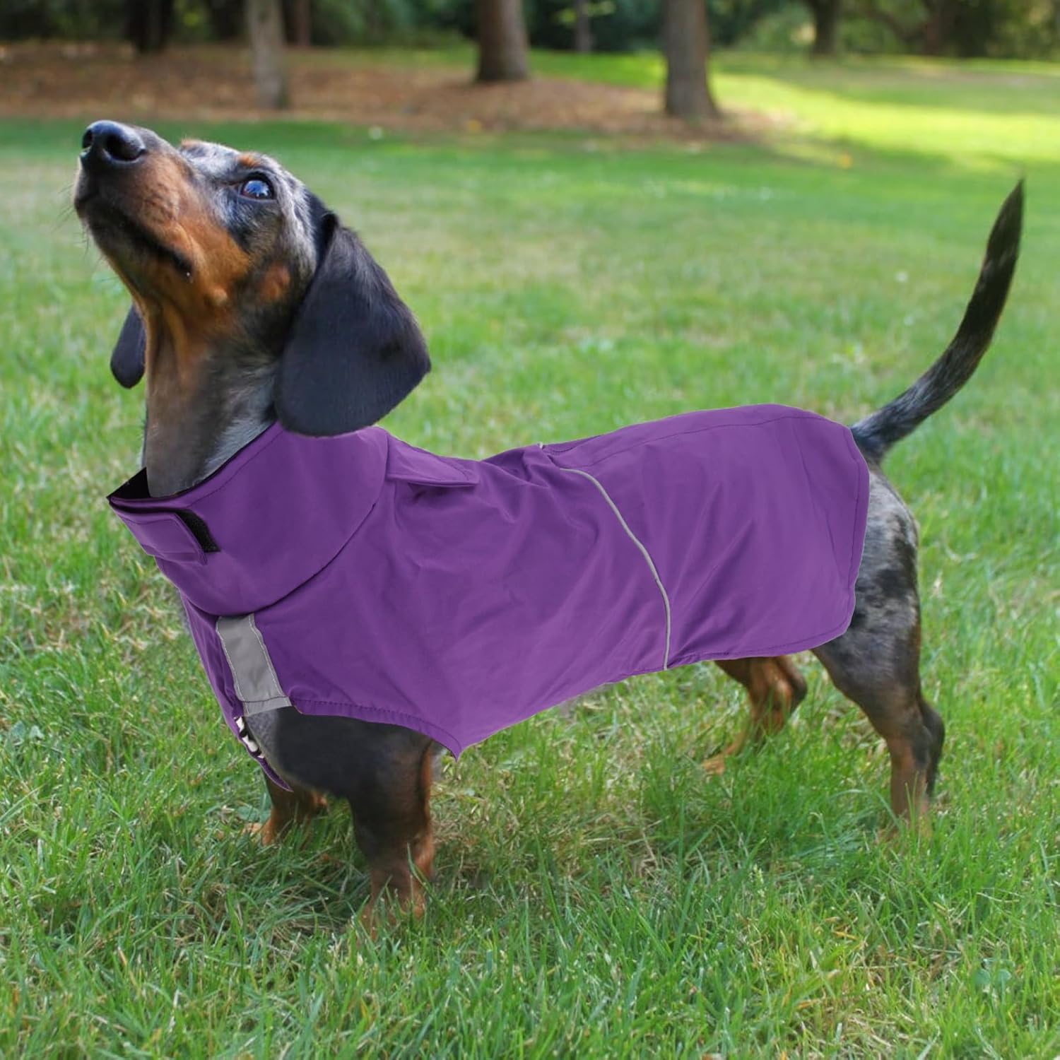 Dachshund Raincoat Weiner Dog Clothes Suitable for Dachshunds Corgi, Weiner, Dog Waterproof Coat with Reflective Stripe underbelly Protection - Purple - S