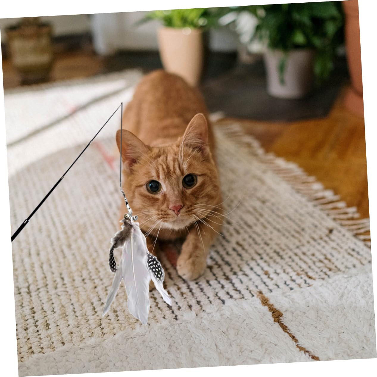 FOMIYES 8stücke Katzenangel Spielzeug Telescopic Teaser Stäbe Mit Bunten Federn Für Interaktive Beschäftigung Jagdinstinkte Ihrer Katze