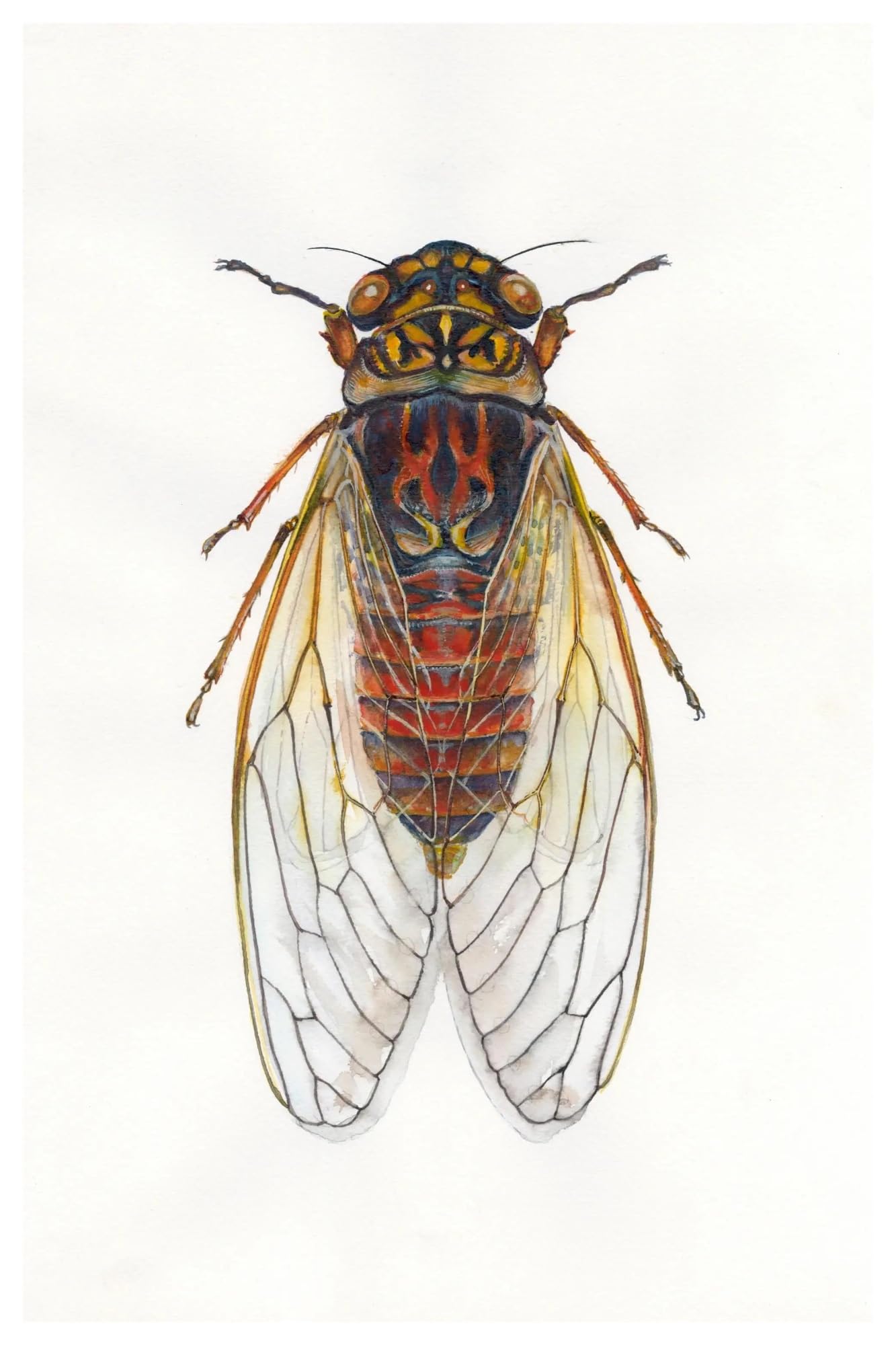 Affiche de collection d'insectes rétro en toile 50x70cm pour décoration murale