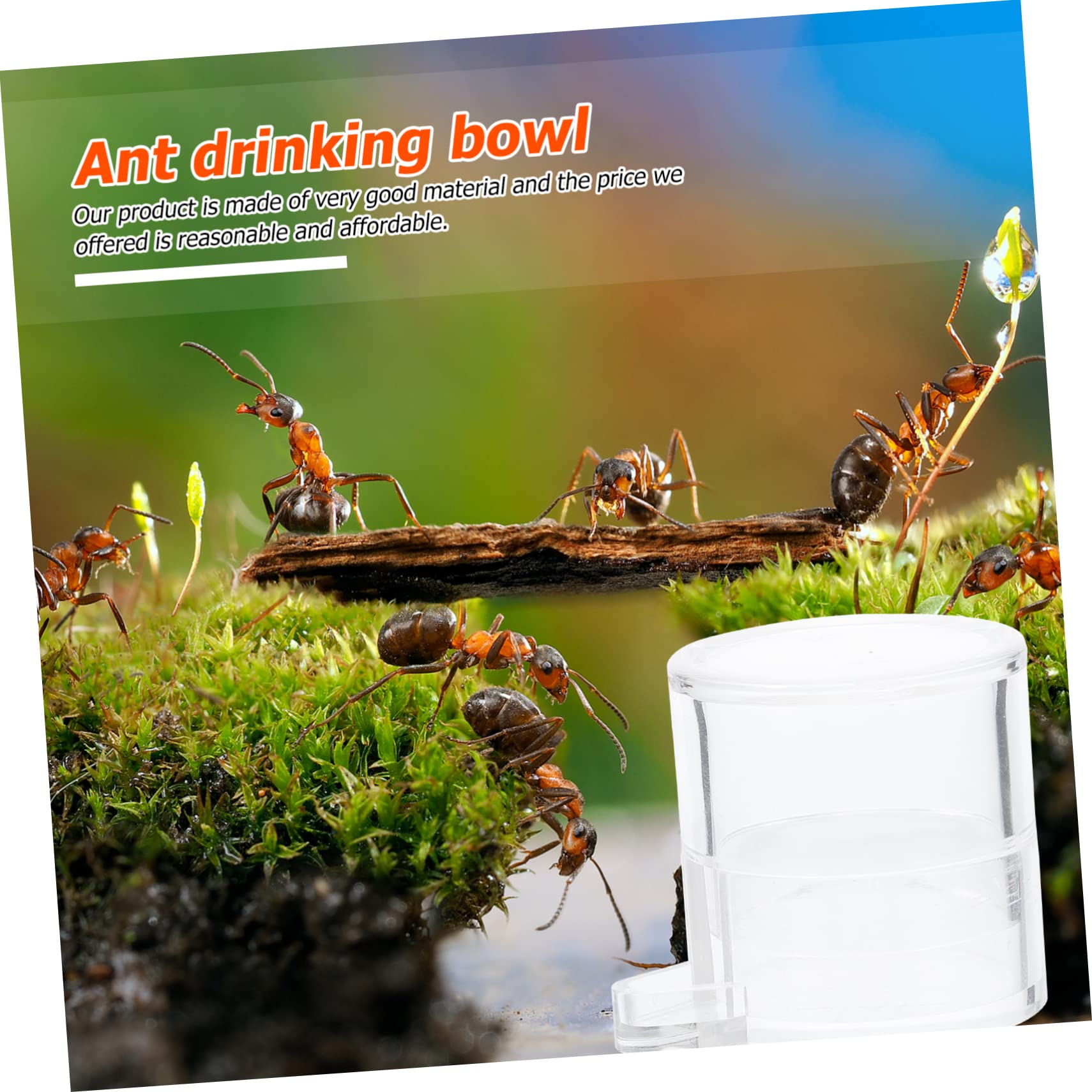 Kisangel 2 Pièces Alimentation pour Fourmis Acrylique Mangeoire et Récipient D Eau Transparent pour Observation des Fourmis