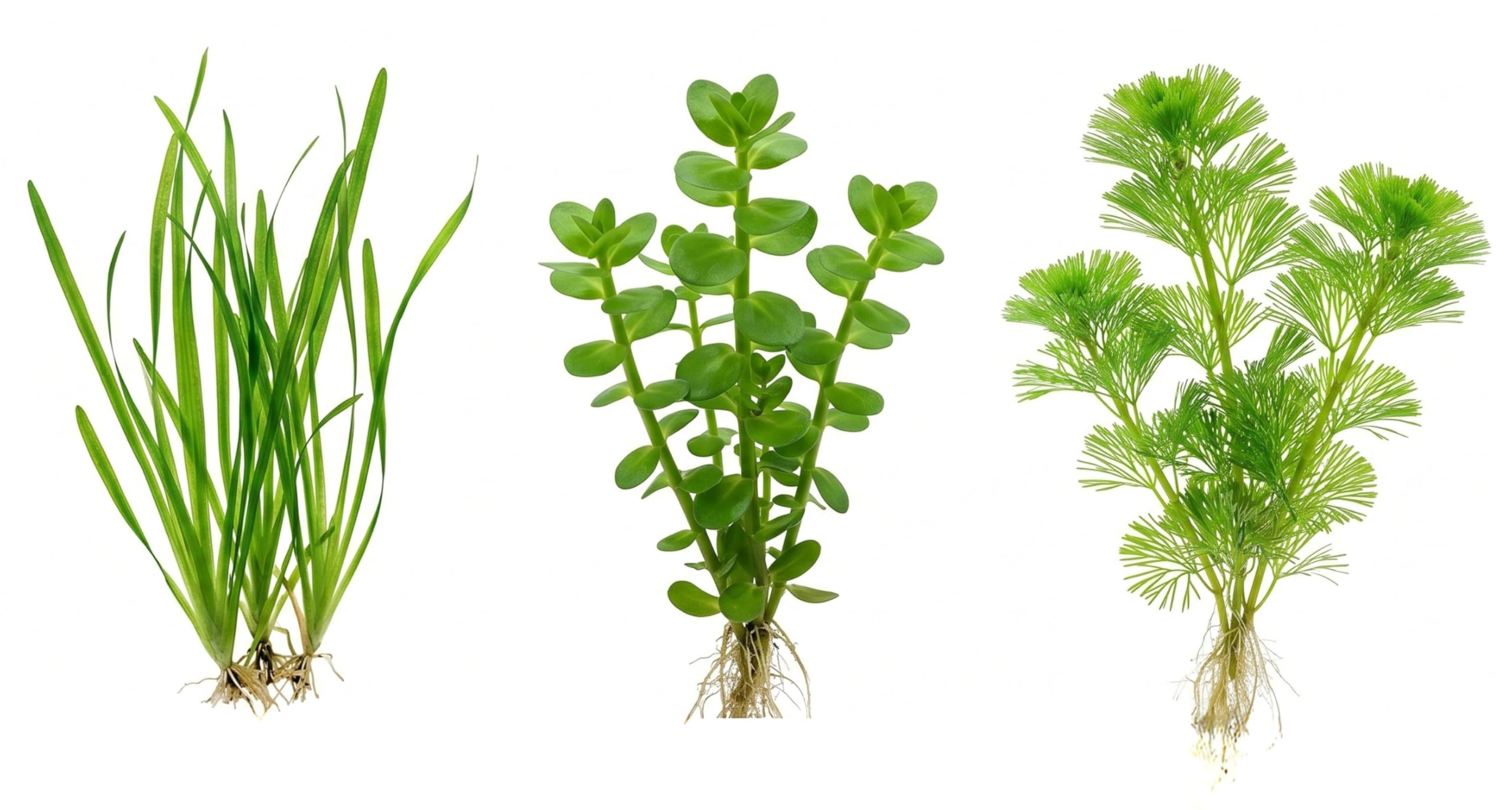 Set 3 Piante Vere Acquario: Vallisneria, Bacopa, Cabomba - Kit Piante Vive per Pesci d'Acqua Dolce, Facili da Coltivare e Ideali per Principianti in Ogni Acquario