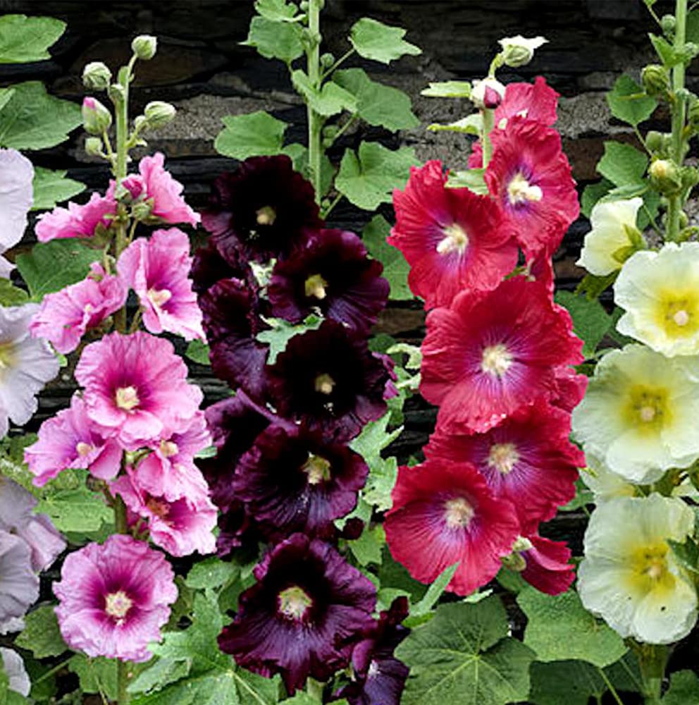 Seeds Hollyhock Spring Mix Perennial Flowers