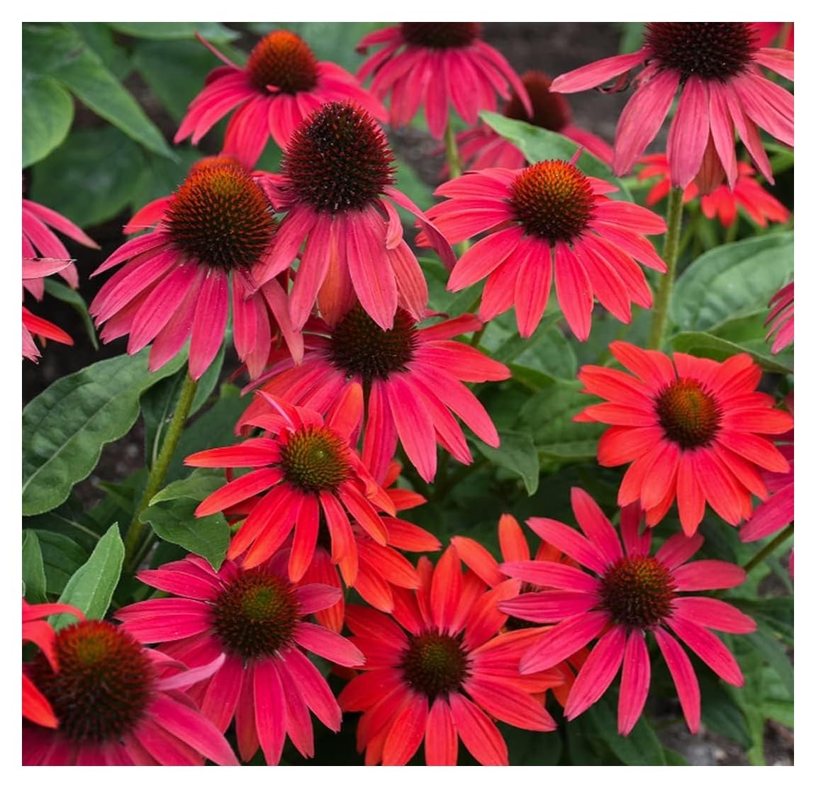 Stauden Gänge 1 x Echinacea purpurea 'Lakota Red' Roter Purpursonnenhut | Roter Sonnenhut – winterharte Staude & Dauerblüher für Sonne, mehrjährig, bienenfreundlich, 9x9 cm Topf