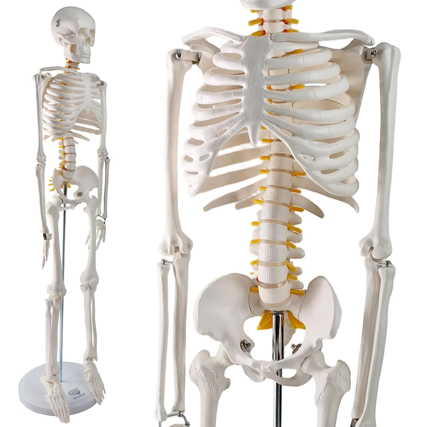 EVOTECH SCIENTIFIC Mini Human Skeleton Model for Anatomy, 33.5'' 1/2 Life Size Human Skeleton Model with Nervous System Removable Arms Legs and Stand for Medical Anatomical Study, Manual Included