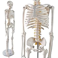 Vista 7 de EVOTECH SCIENTIFIC Mini modelo de esqueleto humano para anatomía, modelo de esqueleto humano de tamaño natural de 33.5 pulgadas y 1/2 con sistema