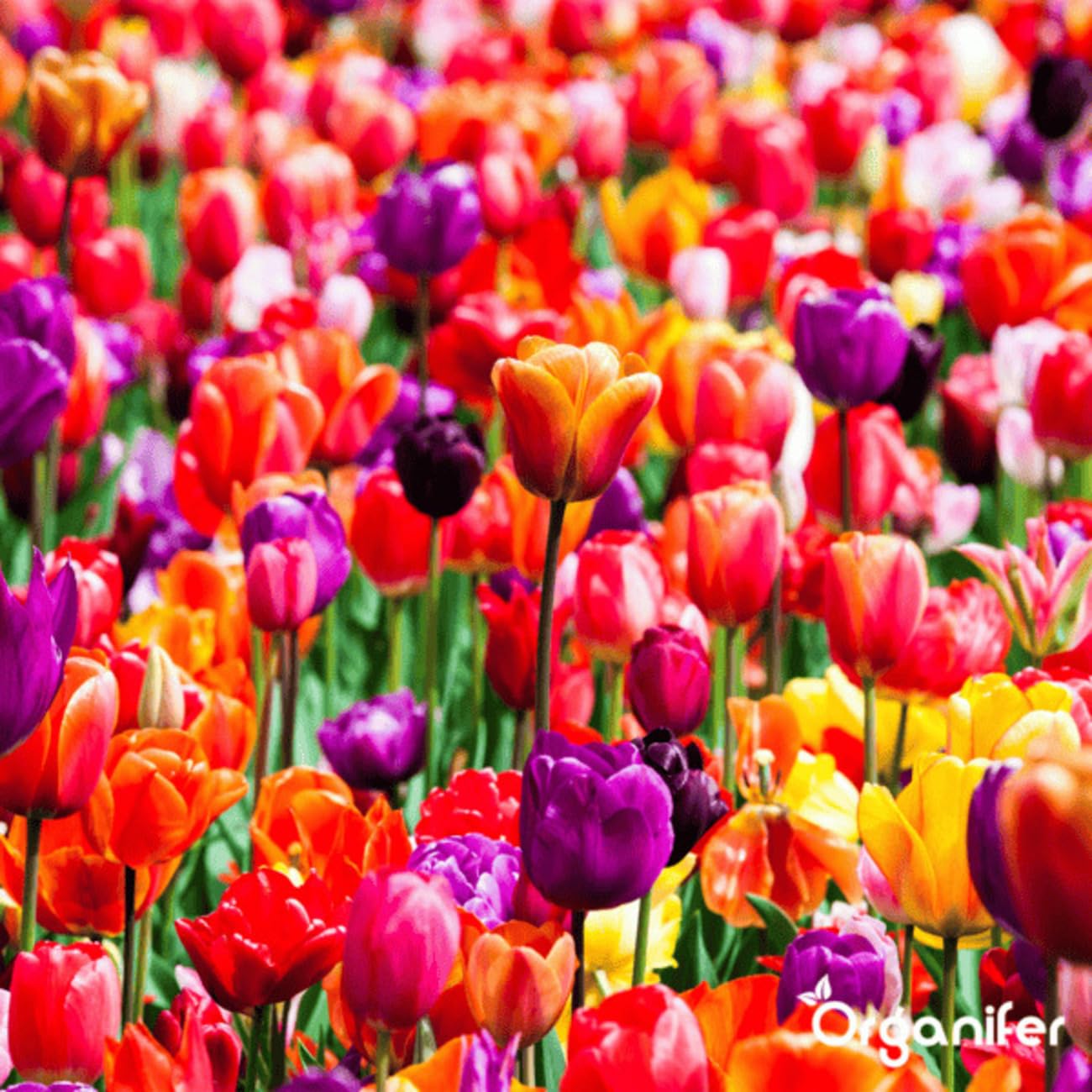 Fertilizante Líquido Para La Fase De Floración - 500ml = 250L | Fertilizante Especial Para Flores - Favorece La Floración Intensiva - Absorción Rápida Y Eficaz De Nutrientes - Organifer