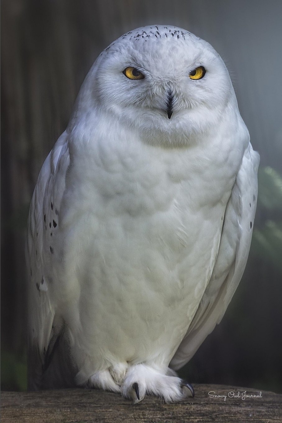 Snowy Owl Journal: (Blank Book, Notebook, Diary)
