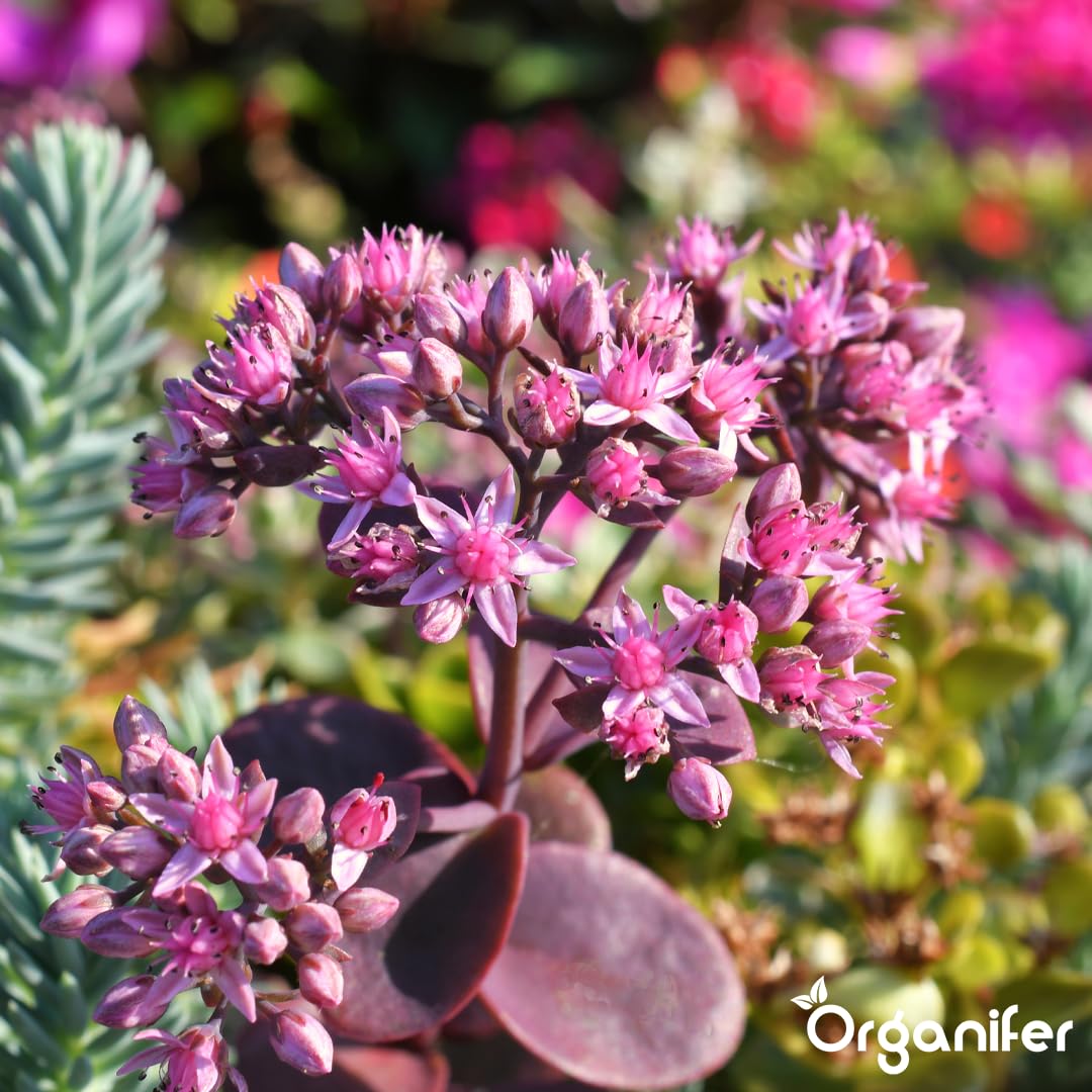 Dnger fr Sedum und Dachbegrnung - 5 kg = 100 m2 - Langzeitdnger fr  Sedumdcher - Krftiges Wachstum - Vorbeugung von kahlen Stellen - Mit  Magnesium - NPK 9-2-7 - Organifer : Amazon.de: Garten