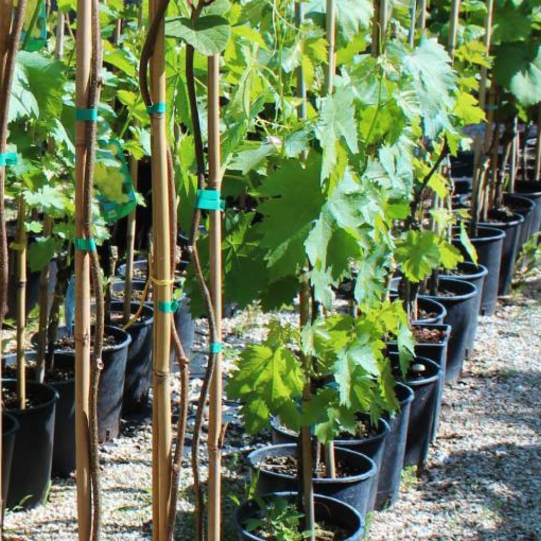 Vite Pizzutello Nero - Pianta da Frutto Antico su Vaso ø 15 cm - Altezza 120~130 cm - Età 2 Anni