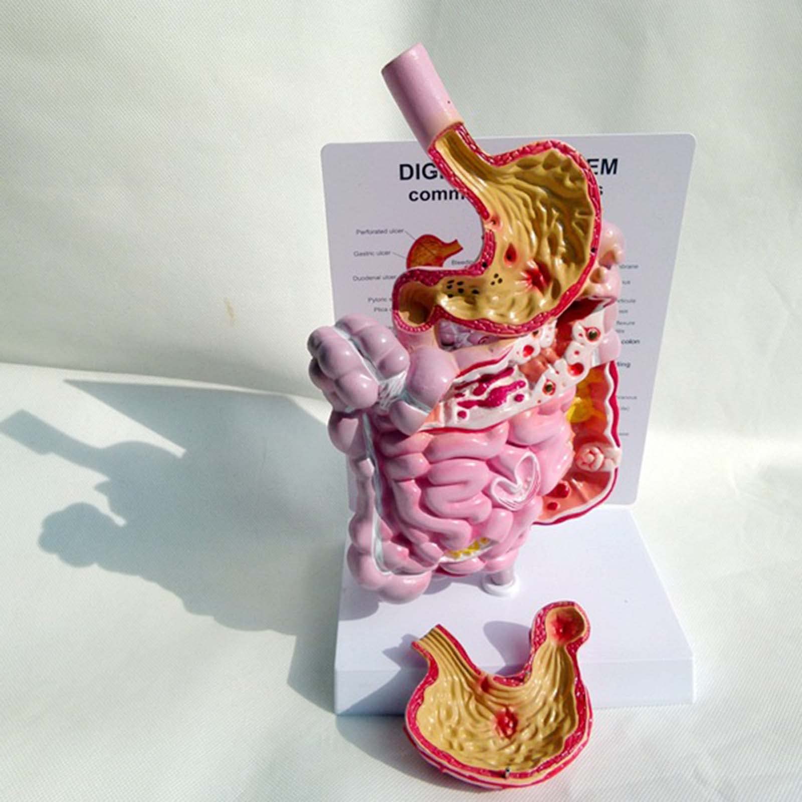Buy AWJ Human Anatomical Anatomy Digestive System Model, Life Size