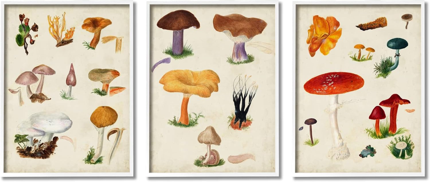 Stupell Industries Various Mushrooms Latin Study Drawings Botanical Diagram, Design by Vision Studio