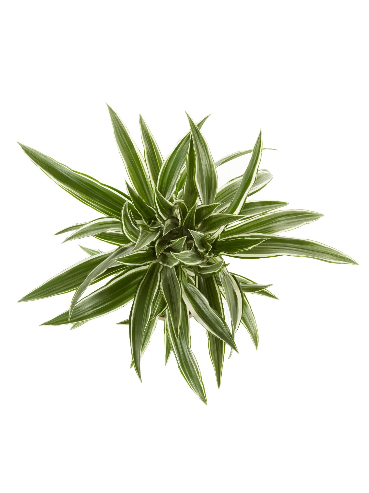 domesticum variegata Philodendron domesticum Variegated main image 0