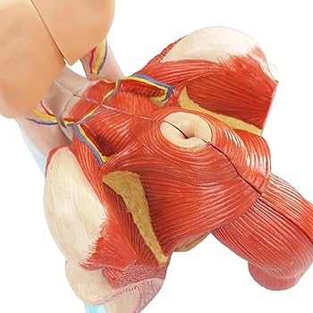 【ラプンツェル様用】ATAVISM / PUTREFIED GENITALIA Unusual penis morphology among cosmetid harvestmen
