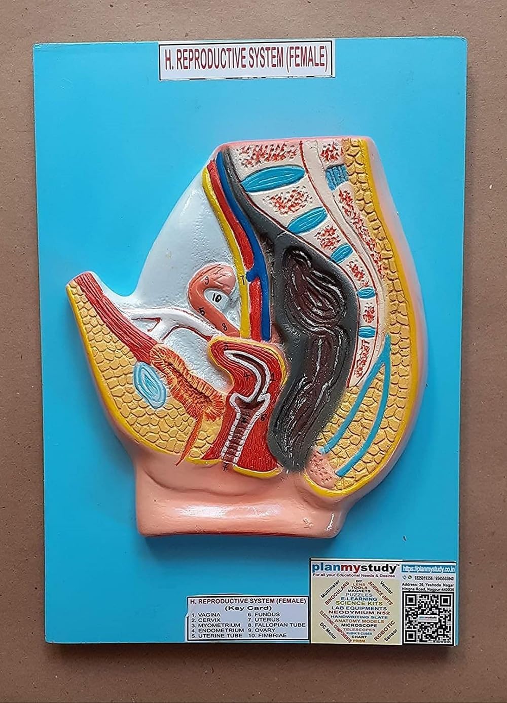 See full amazon price history chart for Female reproductive system model Female reproductive system model (B0C1S7W7T2) Amazon Price History, Amazon Price Tracker