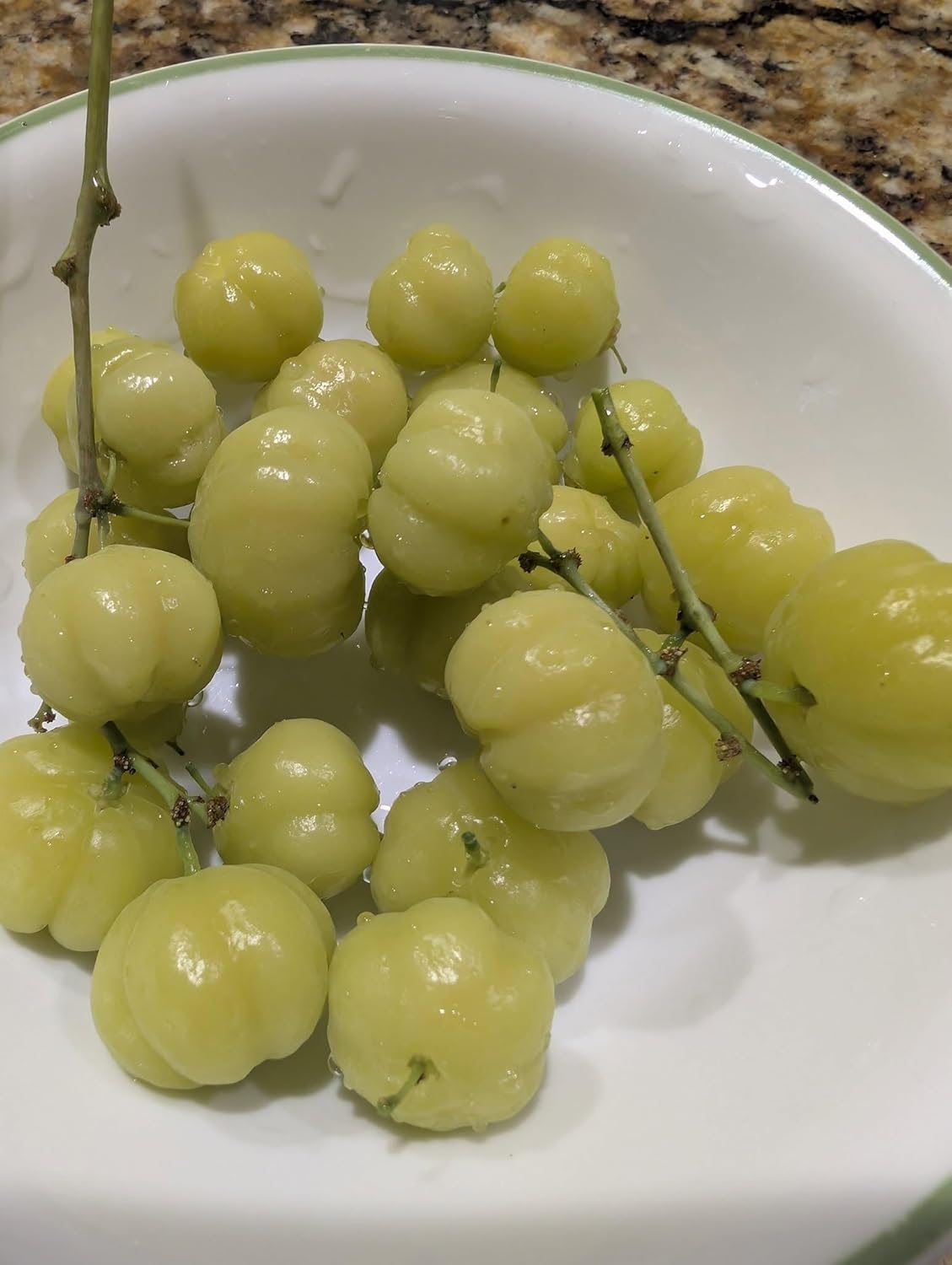 Tropical Grosella Tree Live Plant, Phyllanthus Acidus, Otaheite Gooseberry Fruit Tree, Seed Grown 8-12 Inch, USDA Zones 10-11, Outdoor Growing