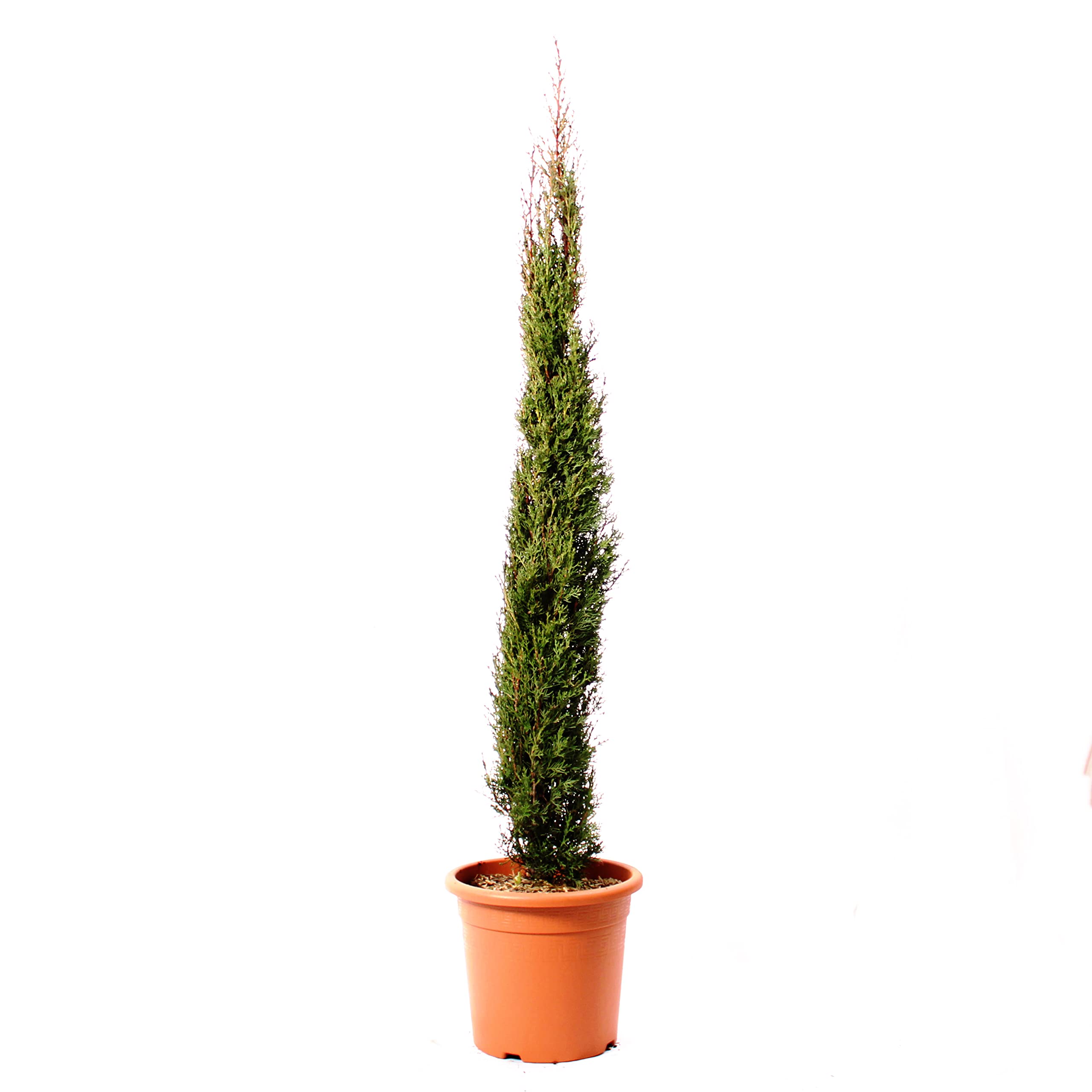 KENTIS - Cupressus Sempervirens Totem - Cipresso Pianta da Esterni Sempreverde - Pianta da Giardino Vera - H 125/150 cm Vaso Ø 24 cm