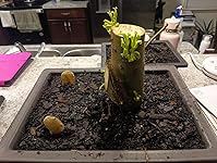 Review Image by George J. Orozco George J. Orozco