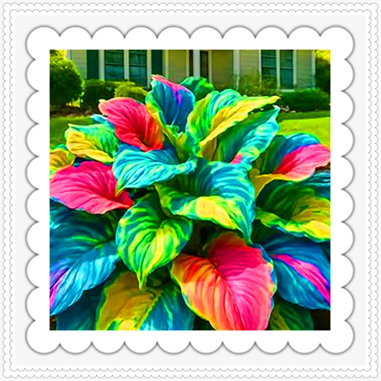 Hosta for Planting Beautiful Assortment for Outdoor Garden Landscapes,Ideal for Home Gardens & Patios s (d, 15bulbs)