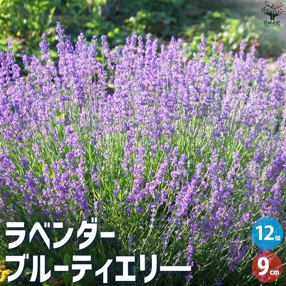 Amazon.co.jp: ITANSE ラベンダー ブルーティエリ― 9cmポット 12