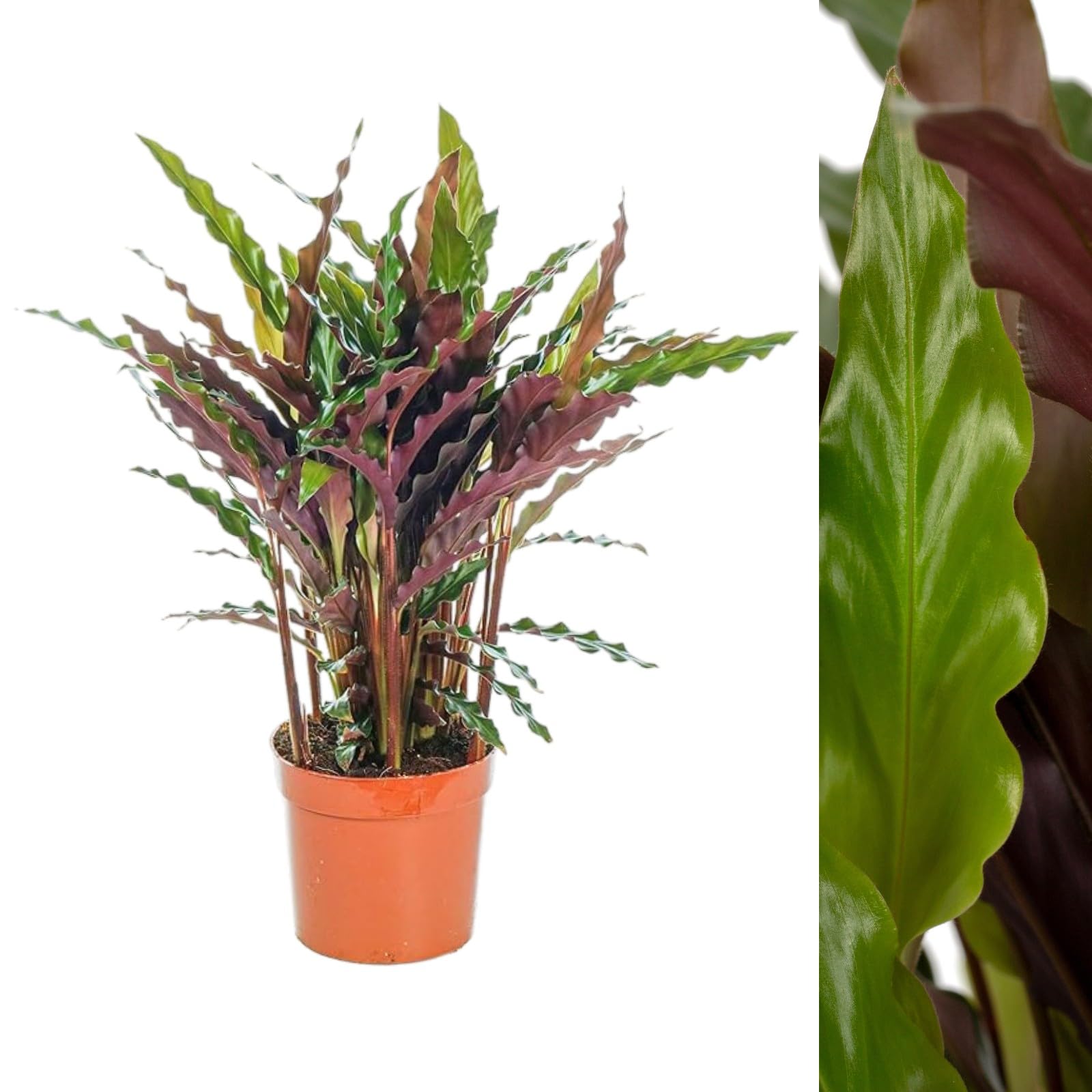 Carbeth Plants Calathea rufibarba Elgergrass in 12cm Pot