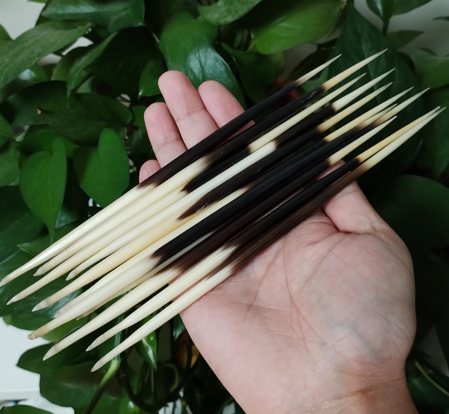 10 pcs African Porcupine Quills Hair Stick Indian Crafts Accessories Fishing Buoy DIY Natural Bone Jewelry Crafting Art (7.8~8.2 Inches)