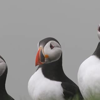 puffin Wallpaper --  HD Wallpapers of puffins!
