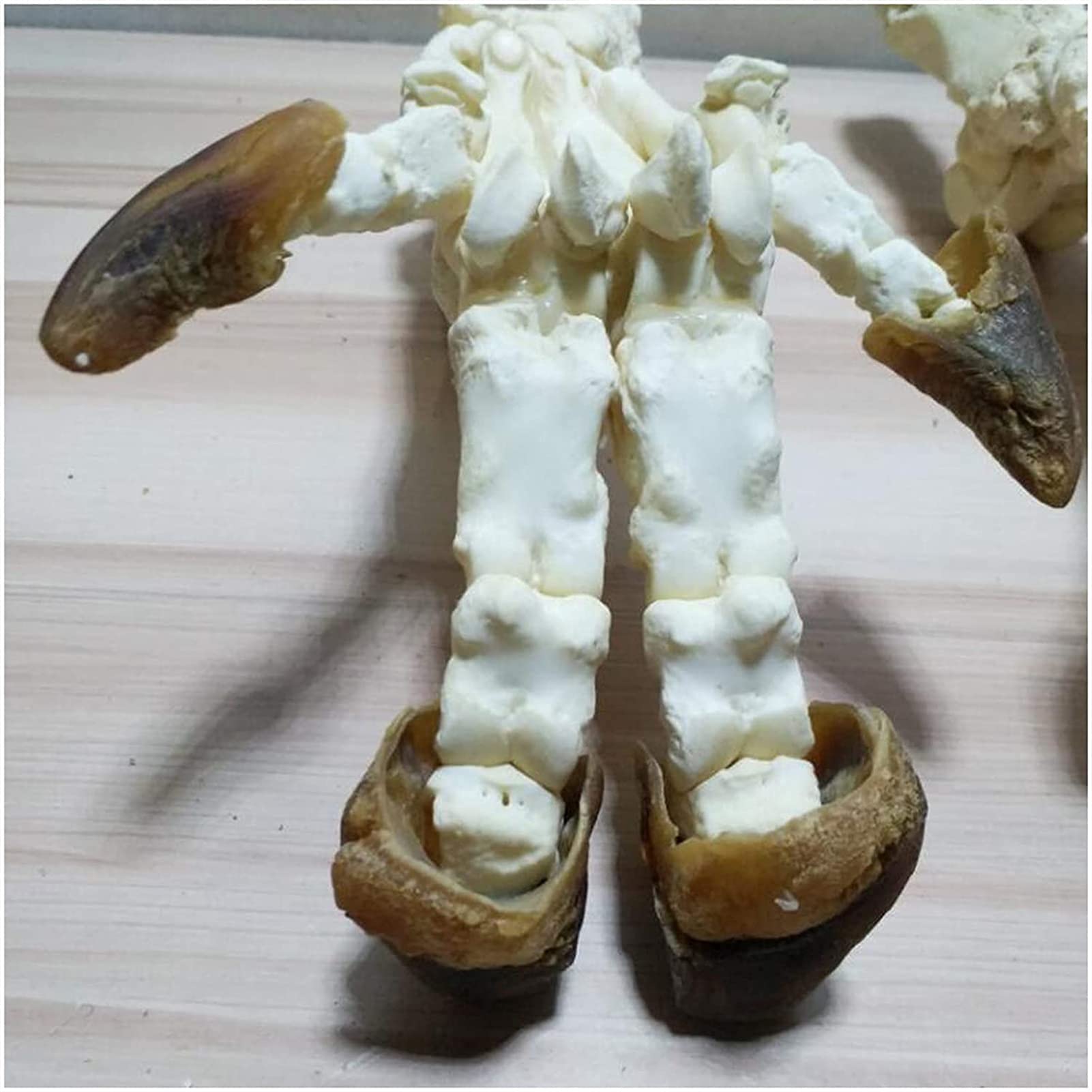 Model Anatomiczny, Model Szkieletu Kłusaka - Model Szkieletu Stopy Świni - Replika Szkieletu Zwierzęcia W Naturalnej Wielkości - Anatomiczny Model Szkieletu Zwierzęcia - Do Nauki, Nauczania, Demonstr