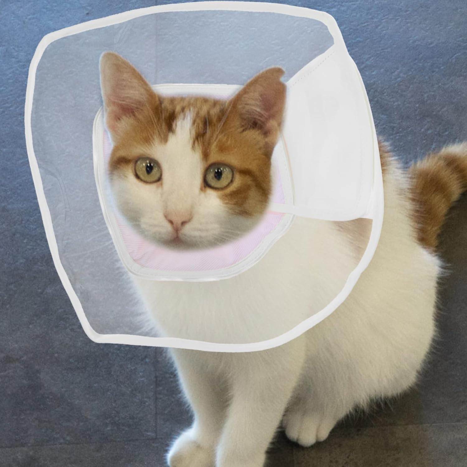 FRCOLOR 4pcs Cat Collar Soft and Breathable Cone for Cats and Kittens Prevents Licking and Scratching Easy to Wear Decorative Neck Cone