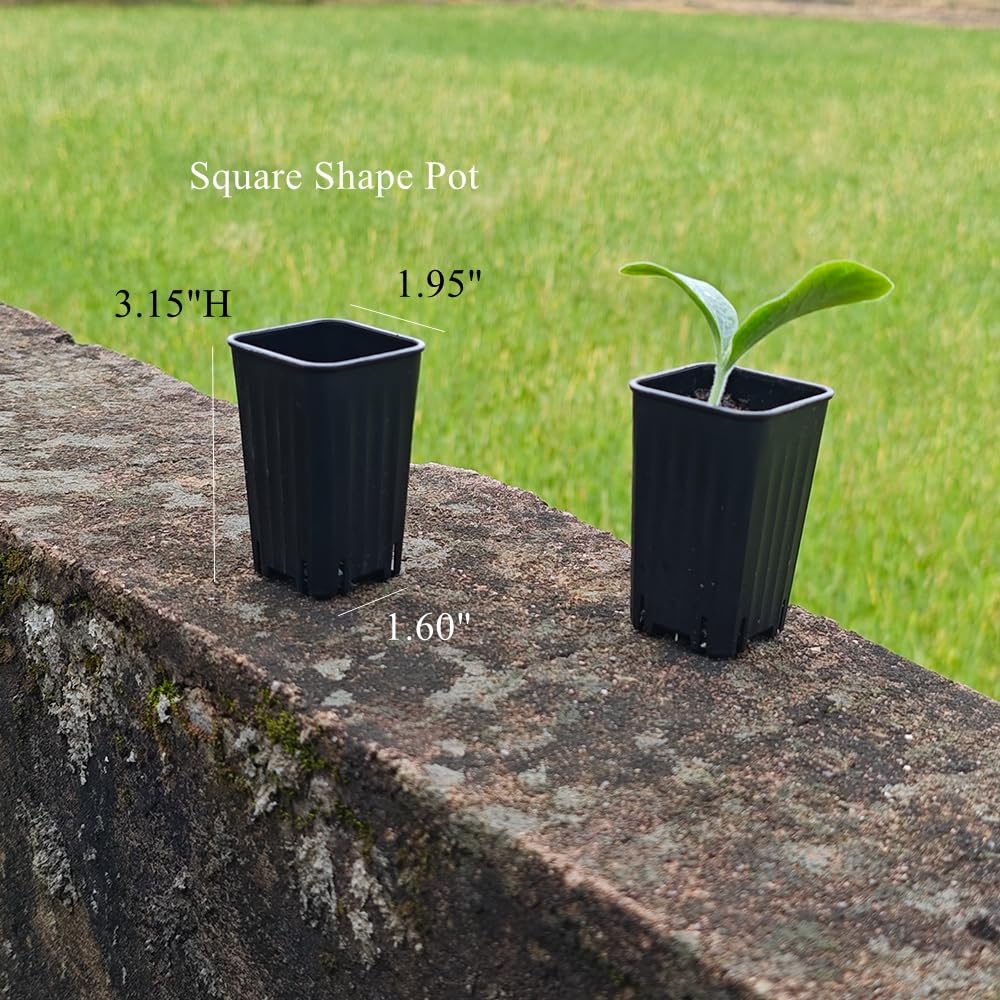 Lot de 180 petits pots de semis carrés en plastique noir de 5,9 cm avec trou de drainage pour germination, herbes et plantes grasses