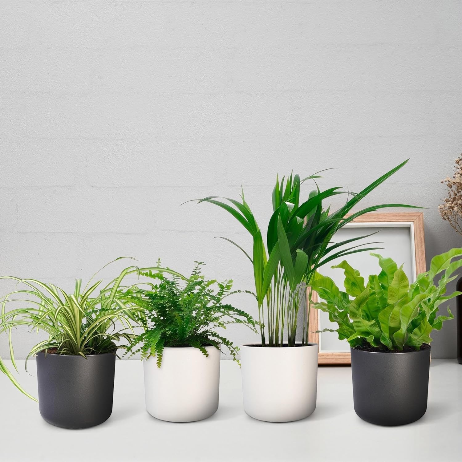 Happy Plants Plantes d'intérieur purificatrices d'air avec pot - 4 pièces plantes vertes