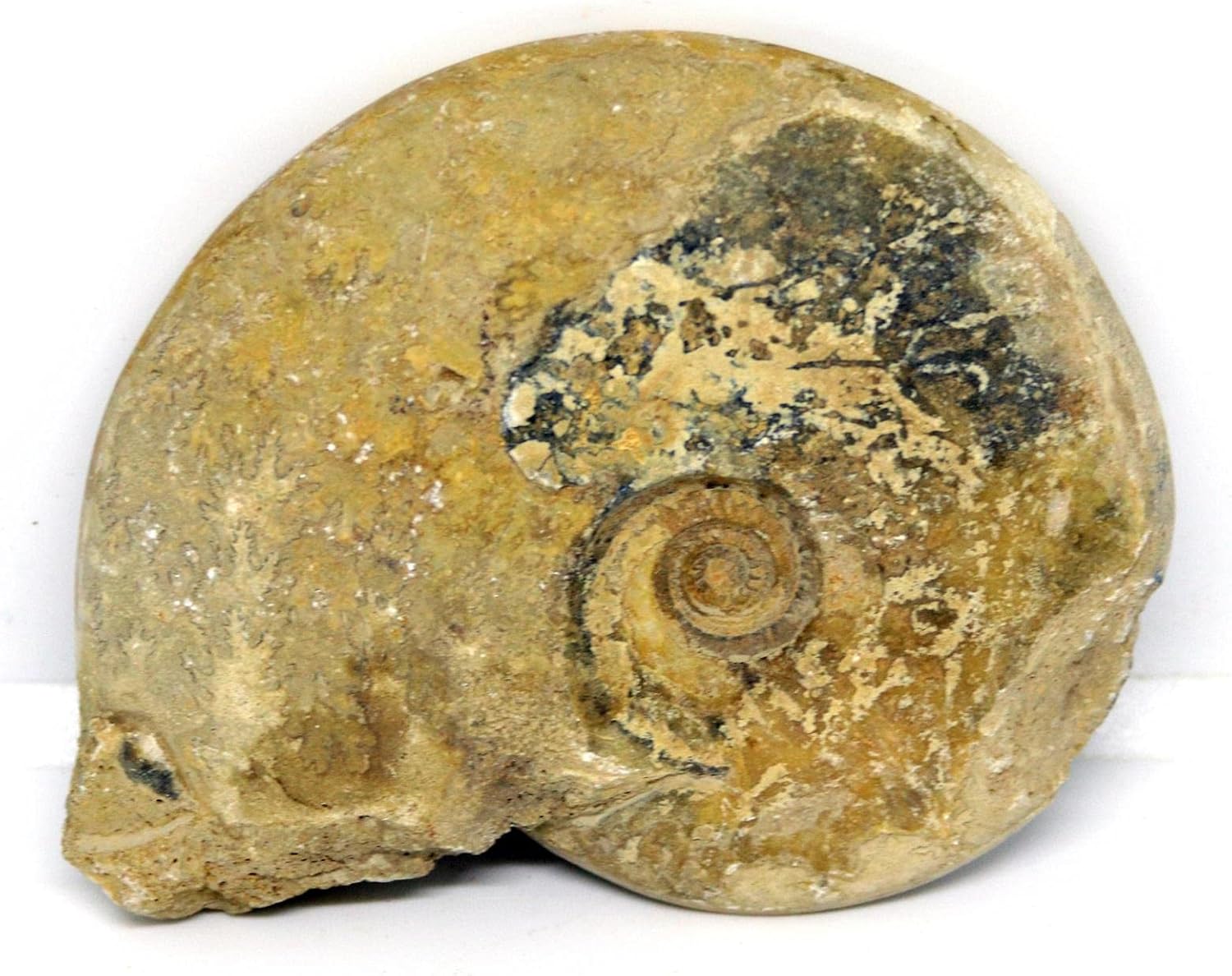 Ammonite Fossil Jurassic 160 MYO Great Britain #16629 10o