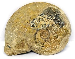 Ammonite Fossil Jurassic 160 MYO Great Britain #16629 10o