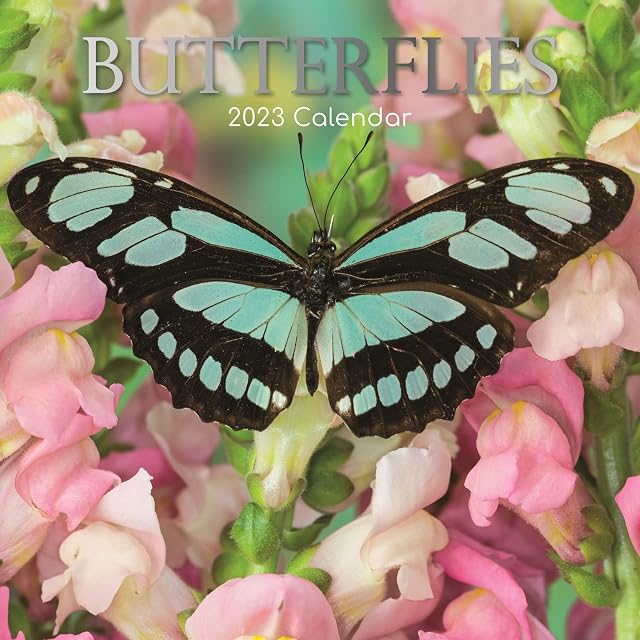 Wall Calendar 2023 - Butterflies, 30 x 30 CM Monthly View, 16-Month, Animals Theme, Includes 180 Reminder Stickers