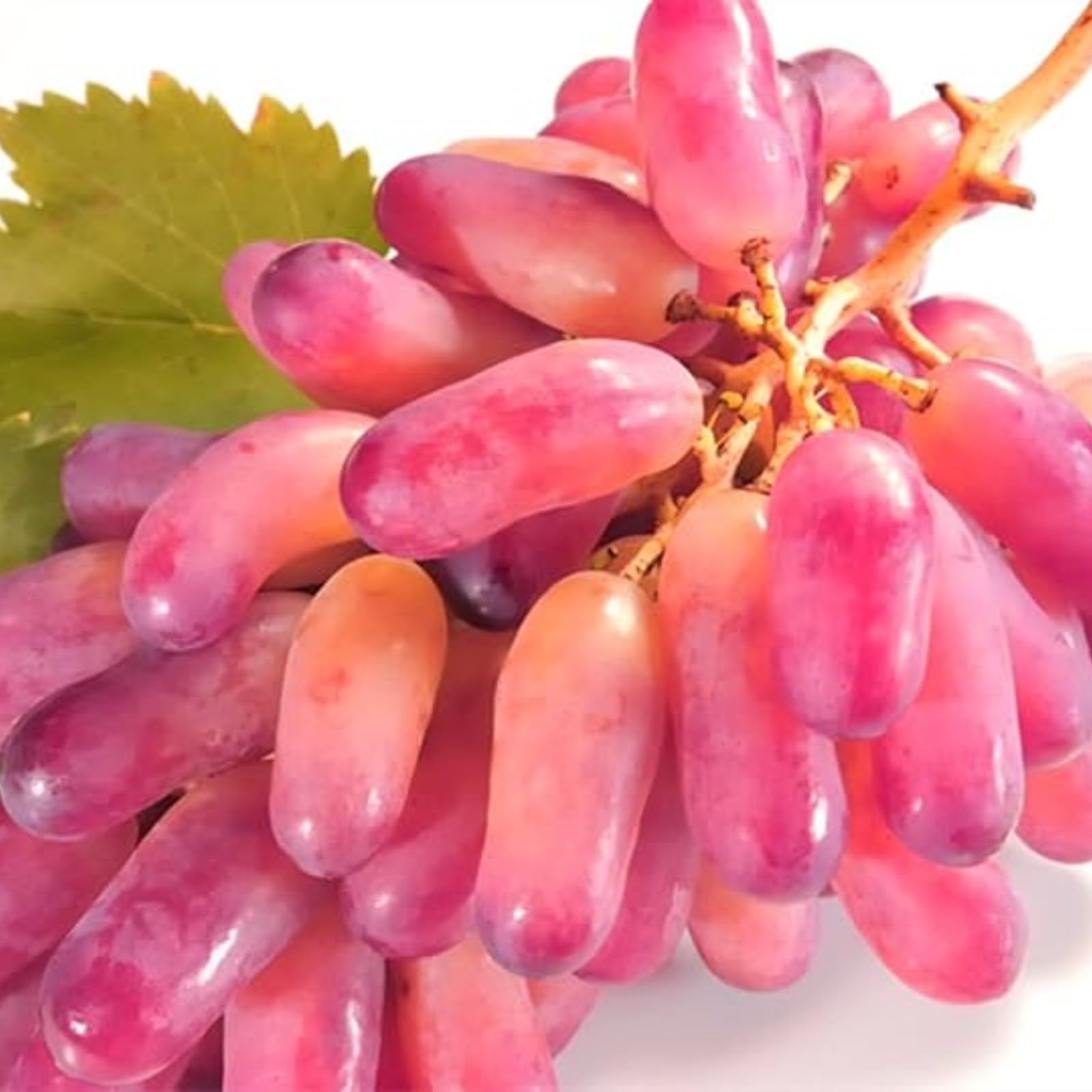 FáCil De Mantener Uva rara Crea RáPidamente Un Hermoso JardíN-1bulbo-H