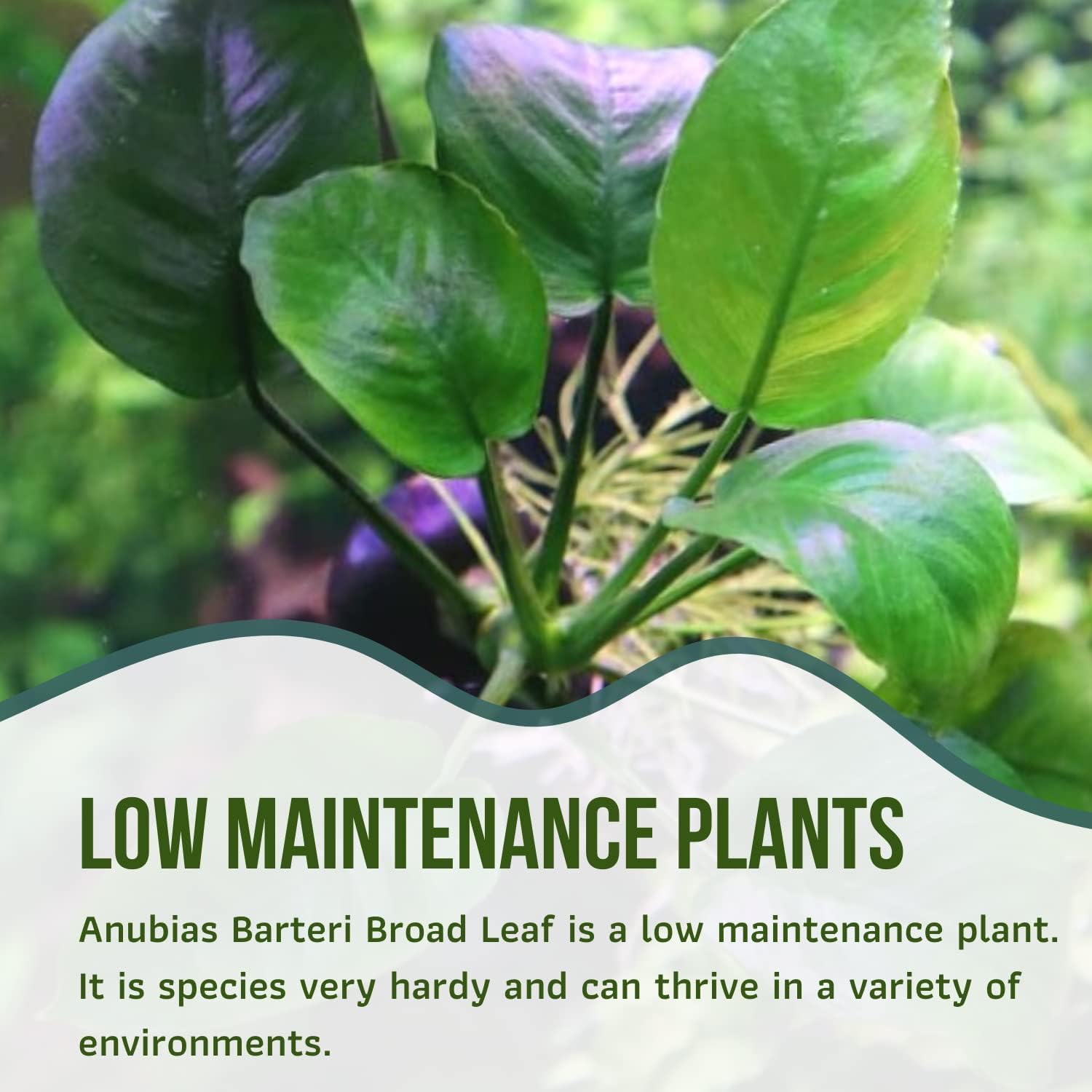 Mainam Anubias Barteri Broad Leaf Tropical Freshwater Live Aquarium Plant Decorations (6 Pack)