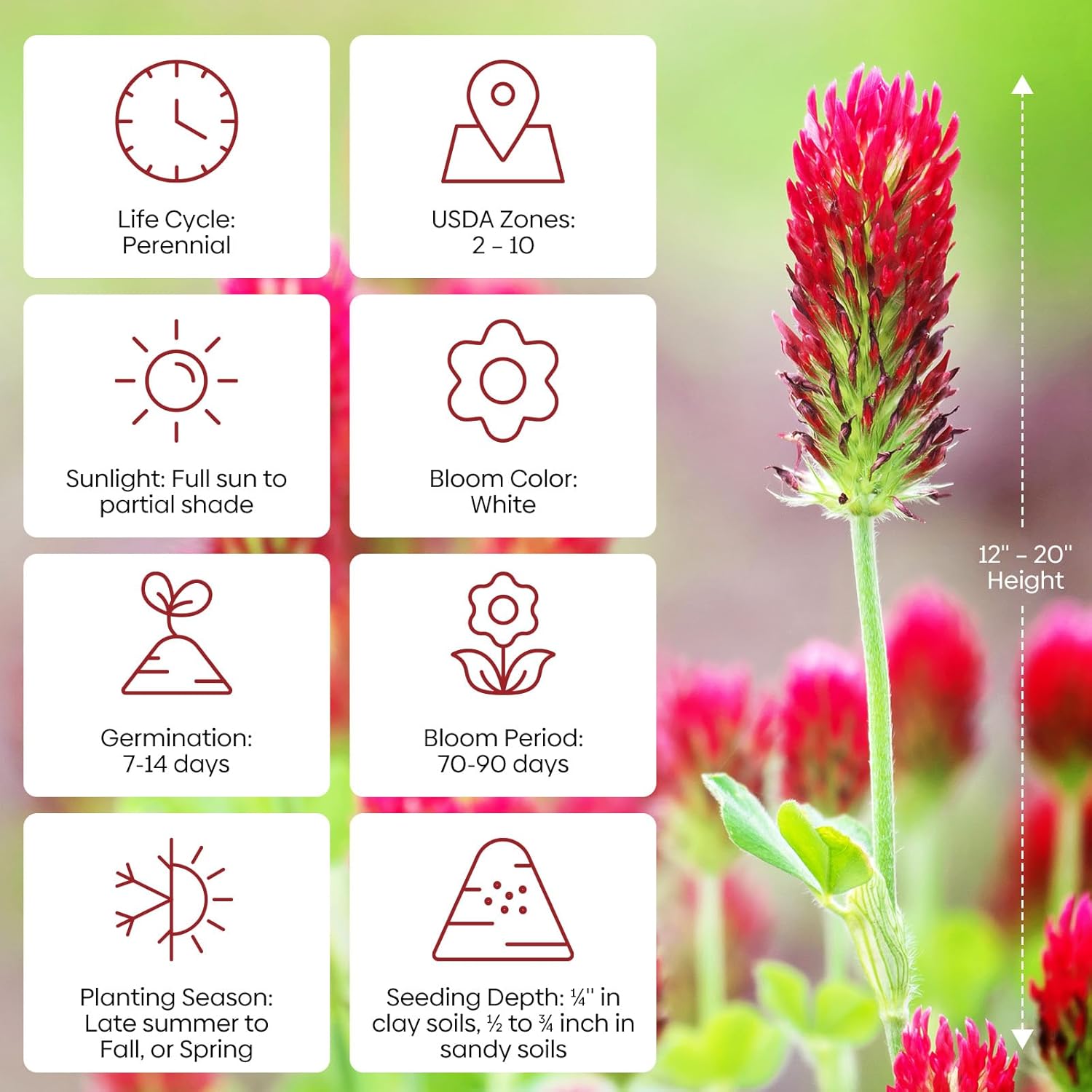 Groundio Crimson Clover Seeds, 5 lbs, Annual Red Clover Seeds for Lawn Alternative, Attracts Pollinators, Nitrocoated and Inoculated(Trifolium incarn)