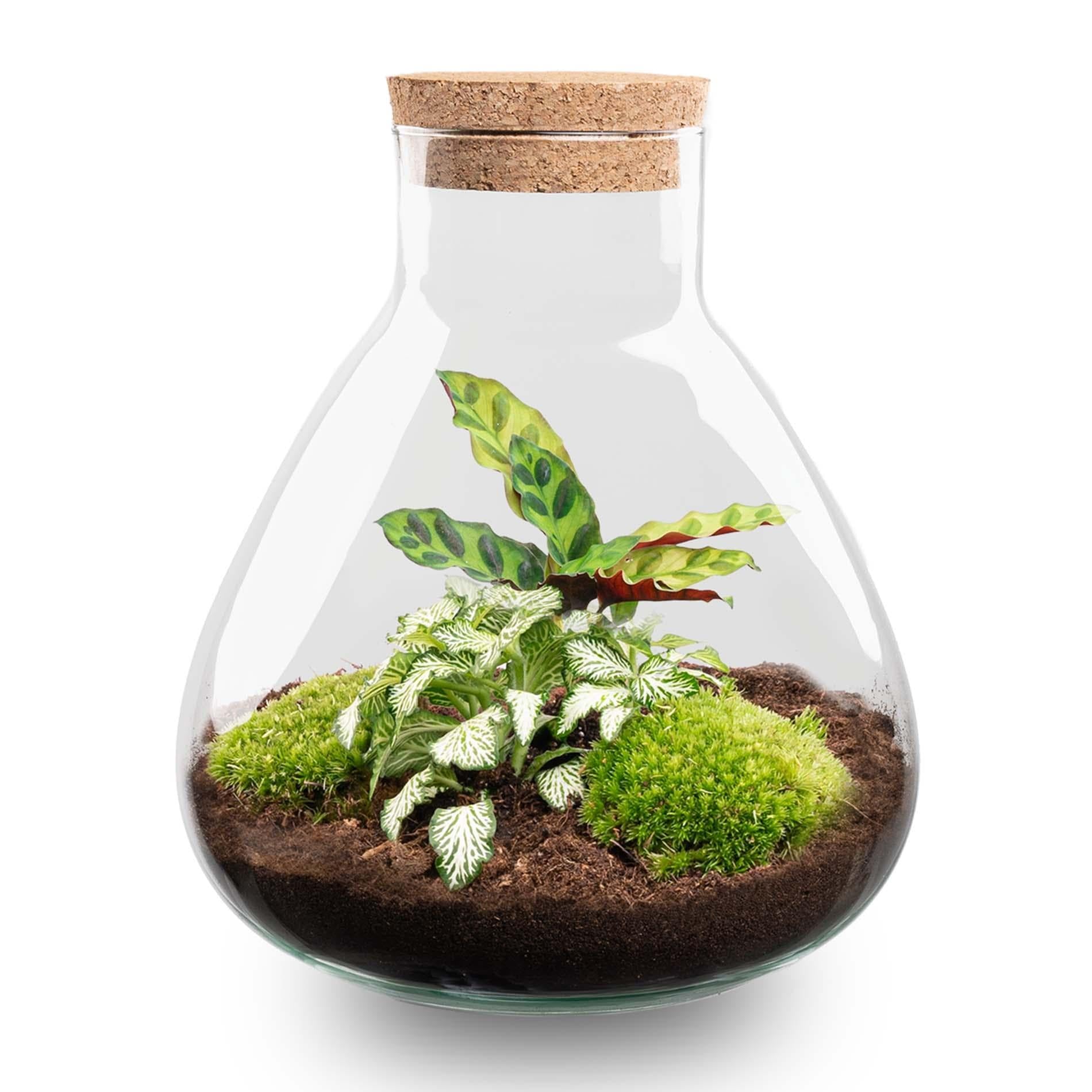 Terrario de plantas Sammie en tarro de cristal con tapa de corcho, mini selva en tarro de cristal, diámetro de 22,5 x 27 cm, incluye calathea y musgo, ecosistema autosuficiente con instrucciones