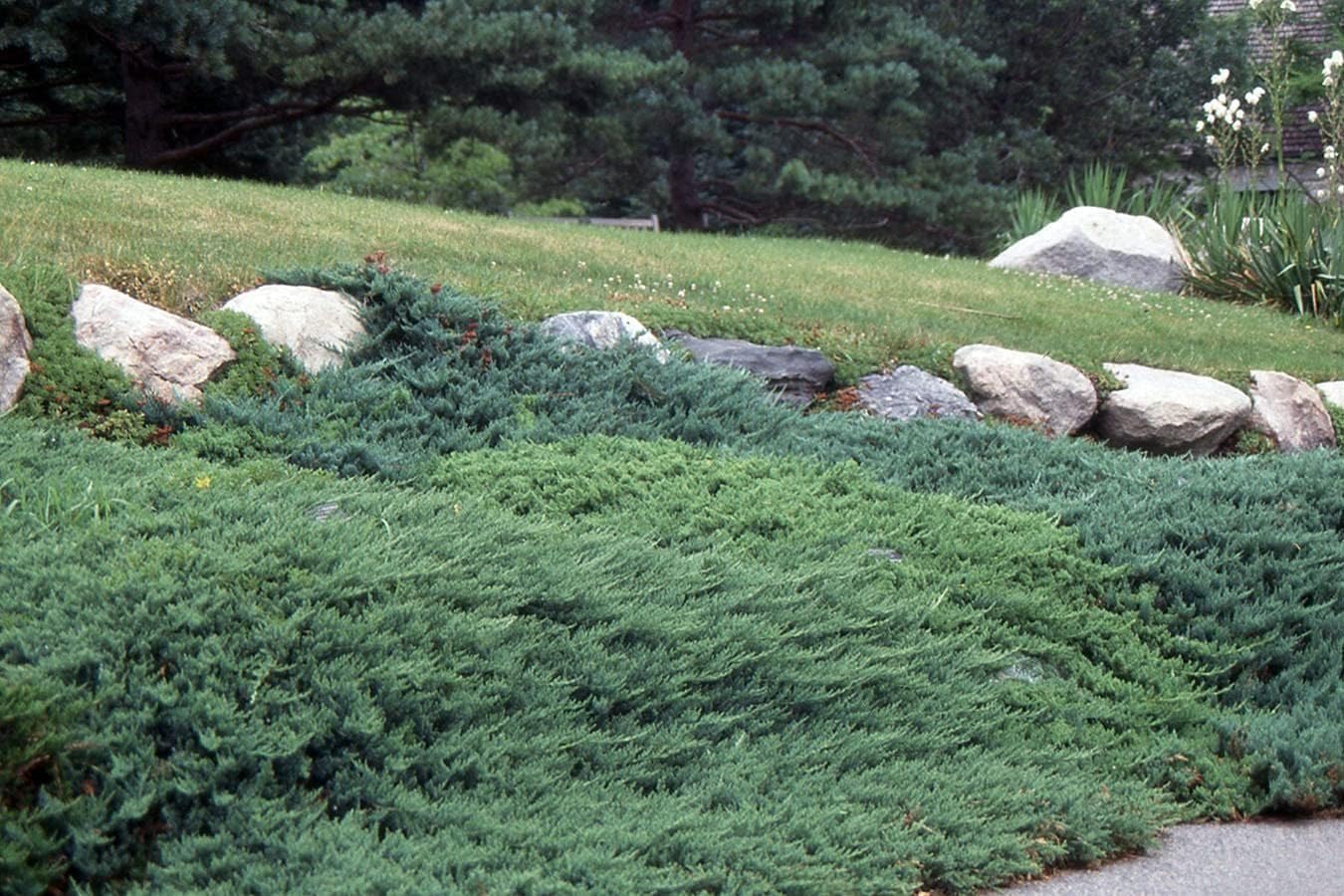 Bar Harbor Juniper | 1 Large 4 Inch Pot | Juniperus horizontalis 'Bar Harbor' | Perfect Lush Ground Cover & Landscape Accent | Drought Resistant & Low Maintenance